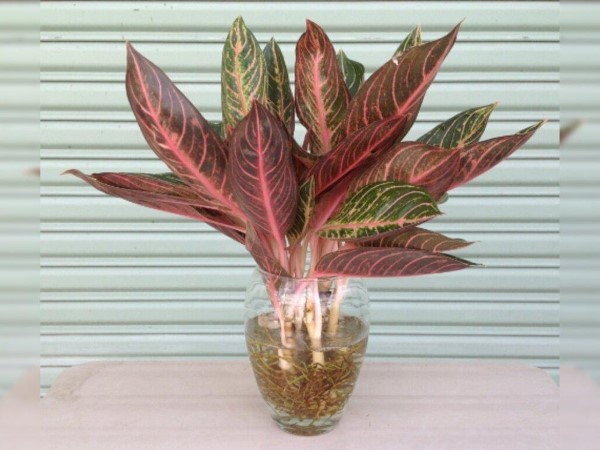 Cây Thịnh Vượng (Aglaonema hybrid legacy)