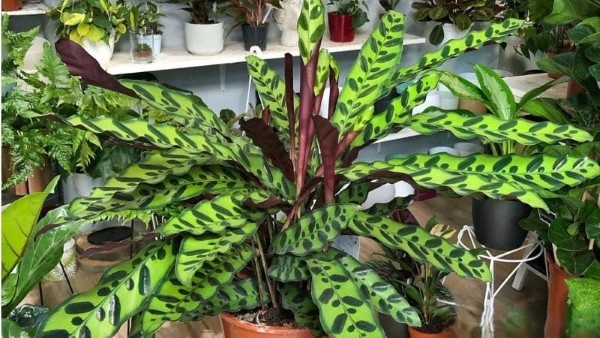 Cây đuôi công lá dài (Calathea lancifolia)