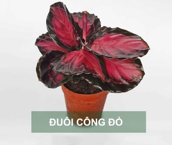 Cây đuôi công đỏ (Calathea roseopicta 'Dottie')