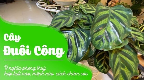 Ý nghĩa của cây đuôi công trong phong thủy