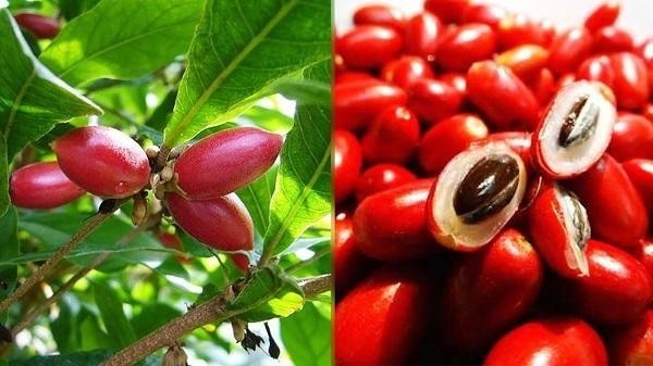 Nguồn gốc và đặc điểm của cây Thần Kỳ phong thủy