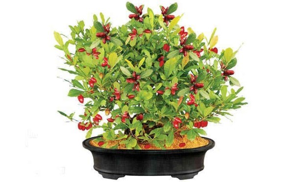 Ý nghĩa của cây Thần Kỳ phong thủy