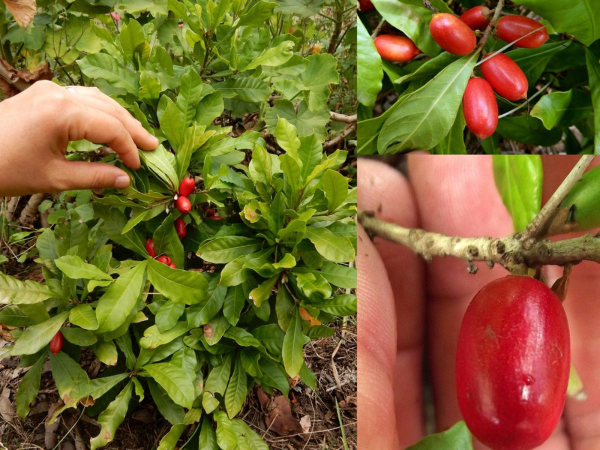 Lợi ích của cây Thần Kỳ phong thủy