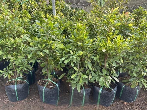 Chuẩn bị giống và đất trồng cây Thần Kỳ phong thủy