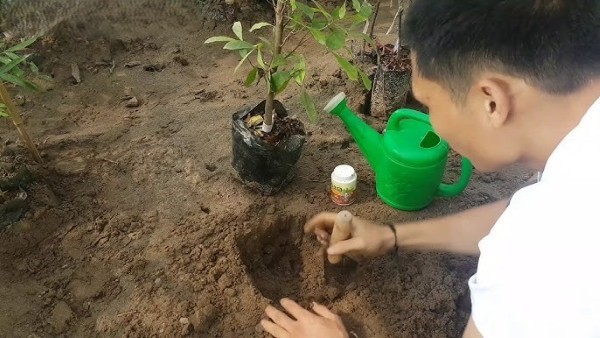 Quy trình trồng và chăm sóc cây Thần Kỳ phong thủy