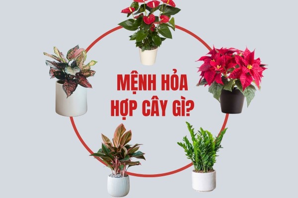 Người Mệnh Hỏa Nên Chọn Cây Gì?