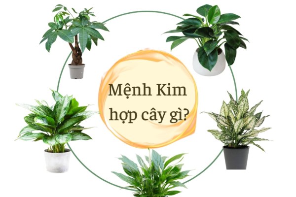 Lợi ích khi trồng cây phong thủy mệnh kim