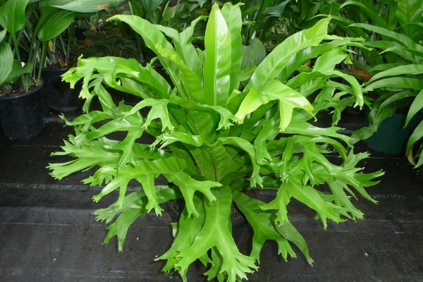 Dương Xỉ Đuôi Phụng (Asplenium nidus)