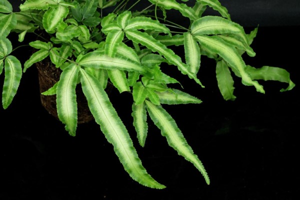 Dương Xỉ Nhật (Pteris cretica)