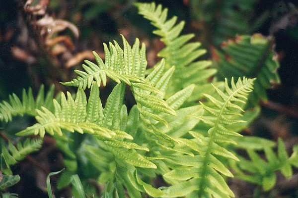 Dương Xỉ Lược (Polystichum polyblepharum)