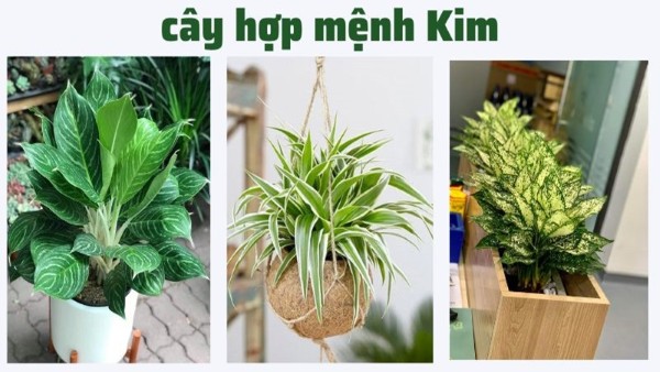 Cây phong thủy để bàn cho người chọn mệnh Kim