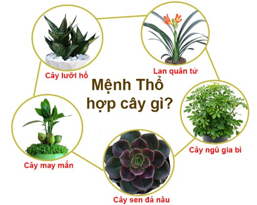 Cây phong thủy để bàn hợp mệnh Thổ