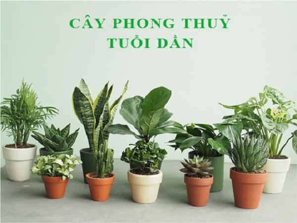 Lợi ích của việc trồng cây hợp tuổi Dần