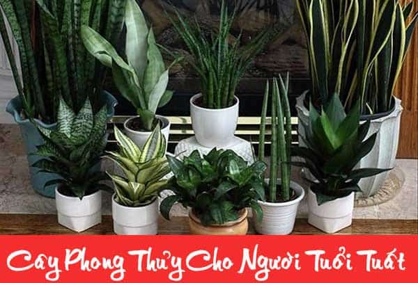 Cách chăm sóc cây phong thủy Tuổi Tuất