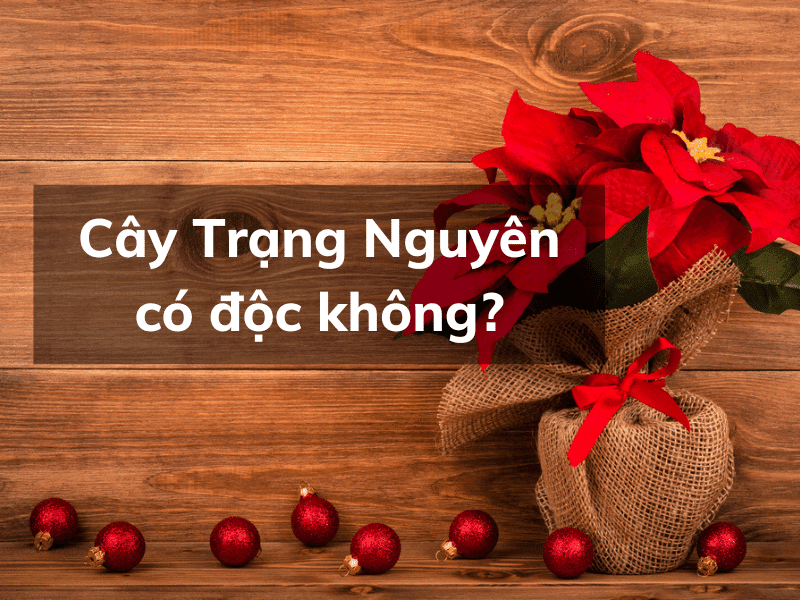 Độc tính của cây trạng nguyên