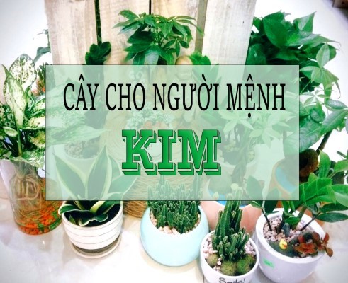 Mệnh kim hợp cây gì? Top 15 Cây hợp mệnh Thủy phát tài phát lộc