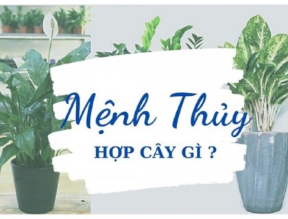 Mệnh Thủy hợp cây gì? 10 Cây cảnh tốt nhất cho người mệnh Thủy