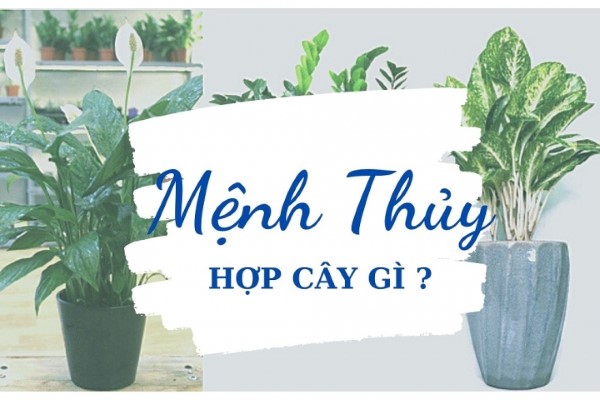 Mệnh Thủy hợp cây gì? 10 Cây cảnh tốt nhất cho người mệnh Thủy