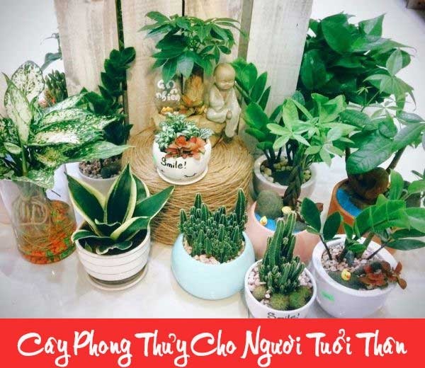 Những lưu ý khi chọn cây phong thủy cho người tuổi Thân