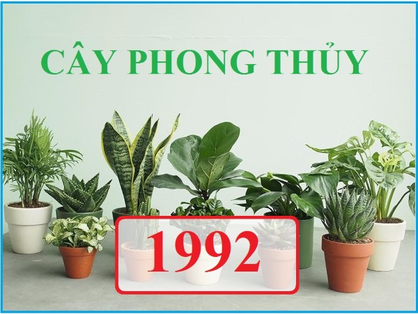 Cây hợp mệnh Kim 1992 mang lại tài lộc, bình an và may mắn