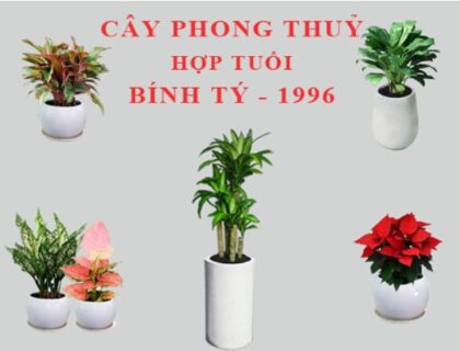 Cách chọn cây hợp mệnh Thủy 1996 đem lại tài lộc, may mắn