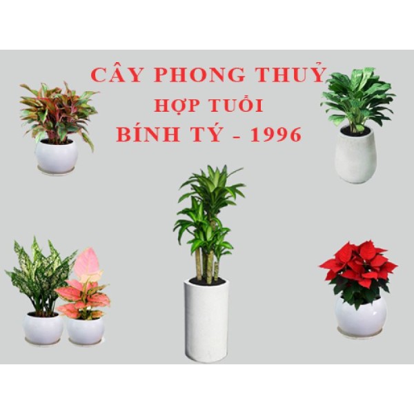 Cách chọn cây hợp mệnh Thủy 1996 đem lại tài lộc, may mắn