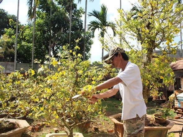 Kỹ thuật trồng và cách chăm sóc cây mai tứ quý