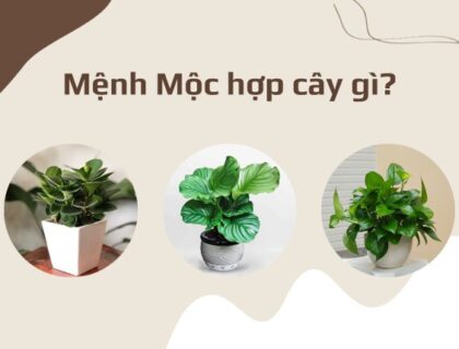 Mệnh Mộc hợp cây gì mang lại may mắn và thịnh vượng