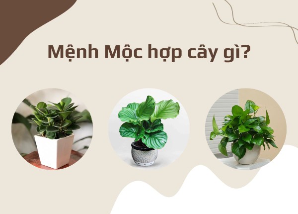 menh moc hop cay gi 1