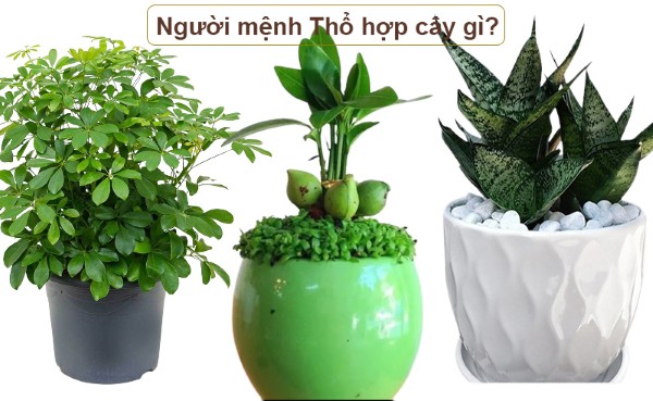 Mệnh Thổ hợp cây gì để bàn làm việc hợp phong thủy?