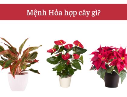 Cây hợp mệnh Hỏa