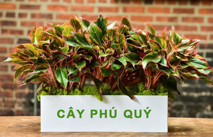 Cây Phú Quý hợp mệnh Thổ: Đặc điểm và Ý nghĩa Phong thủy