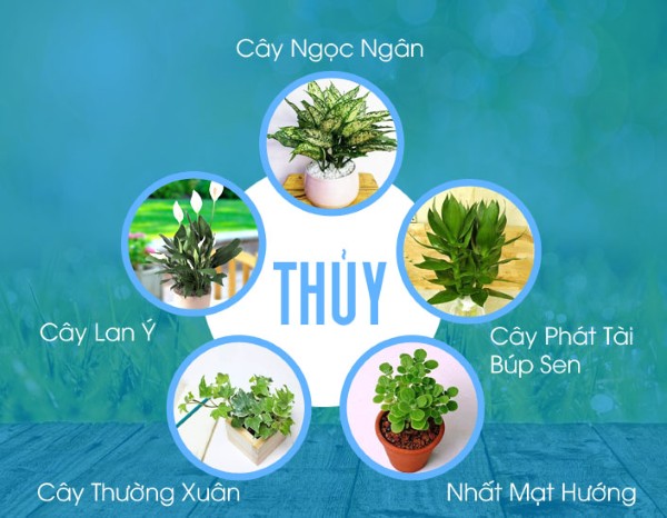 Những lựa chọn phong thủy hợp cho người mệnh thủy
